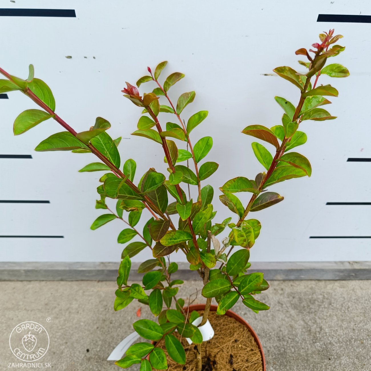 Obrázok Myrta krepová (Lagerstroemia indica) ‘PETITE ORCHIDEE’ - výška 30-50 cm, kont. C2L